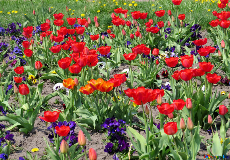 Flores rojas y verdes tulipanes de campo. №50502