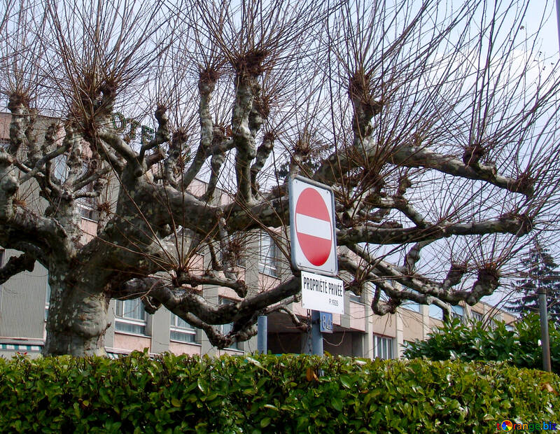 Знак проїзд заборонений на дереві №50052