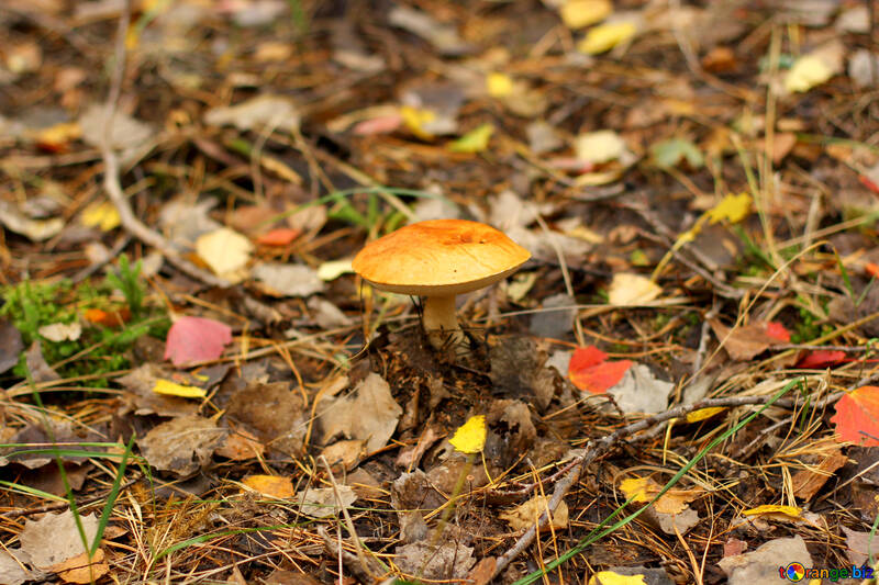 Um cogumelo no chão da floresta №50607