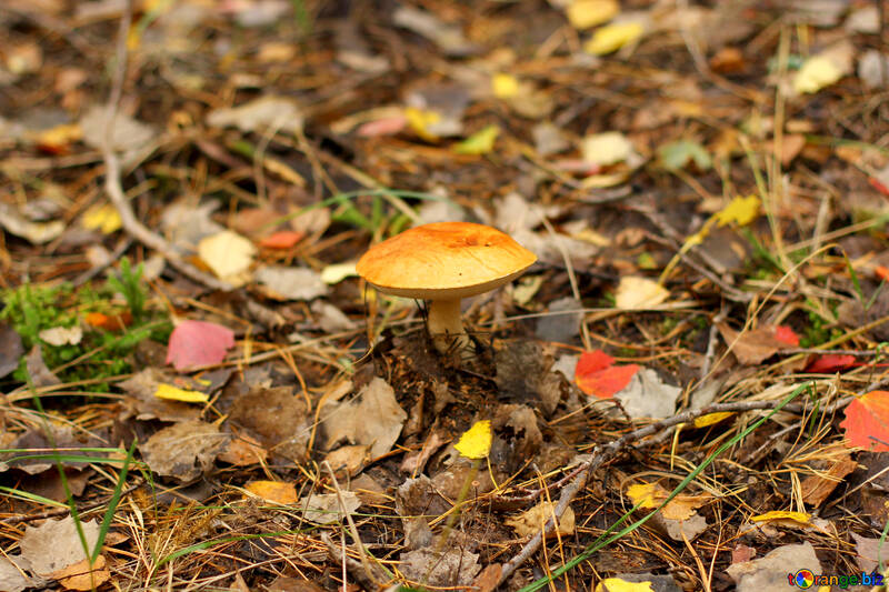 Ein pilz auf einem waldboden №50607