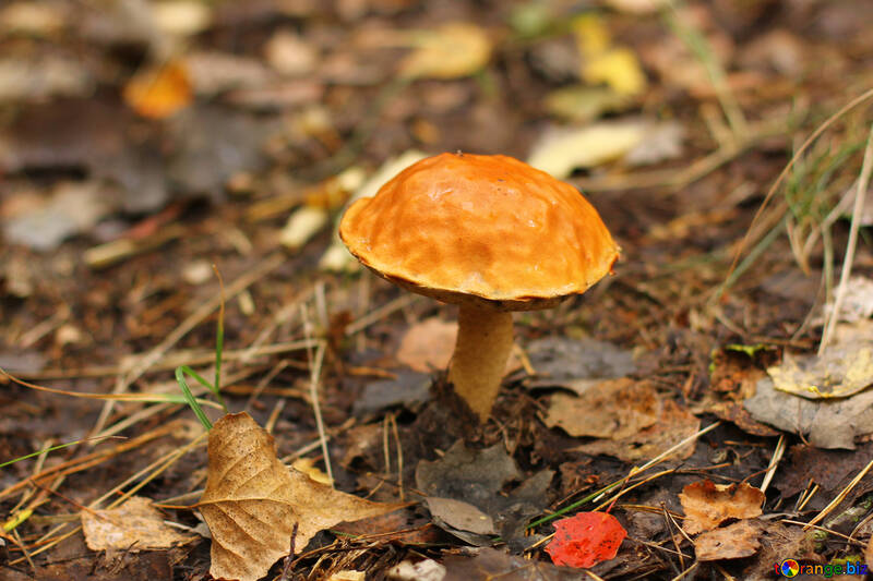 Mushroom orange in the forest №50614