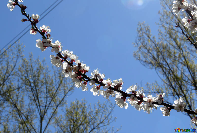 Cerisiers en fleurs le long d`une branche d`arbre №50336
