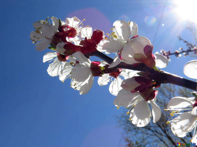 Fleurs fleurs de cerisier №50339