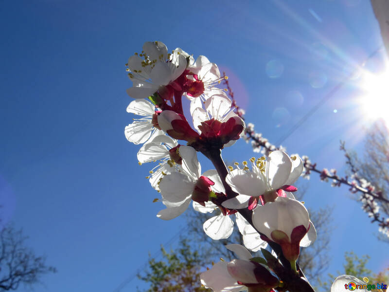 Flower tree spring №50340