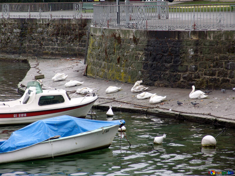 Birds on the Geneva waterfront №50154