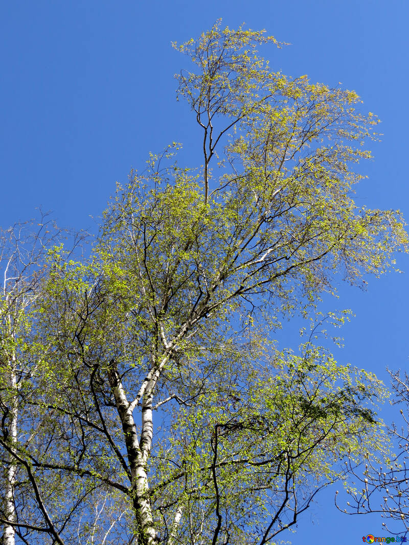 Green tree sky background №50322