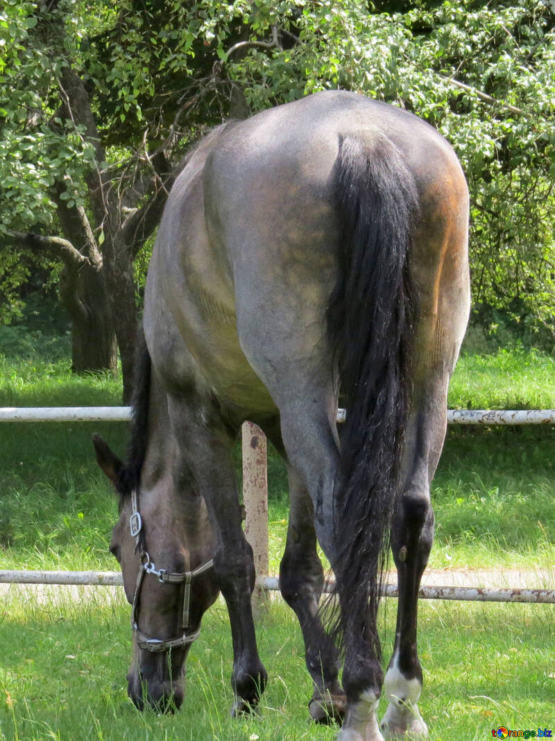Horse ass №50832