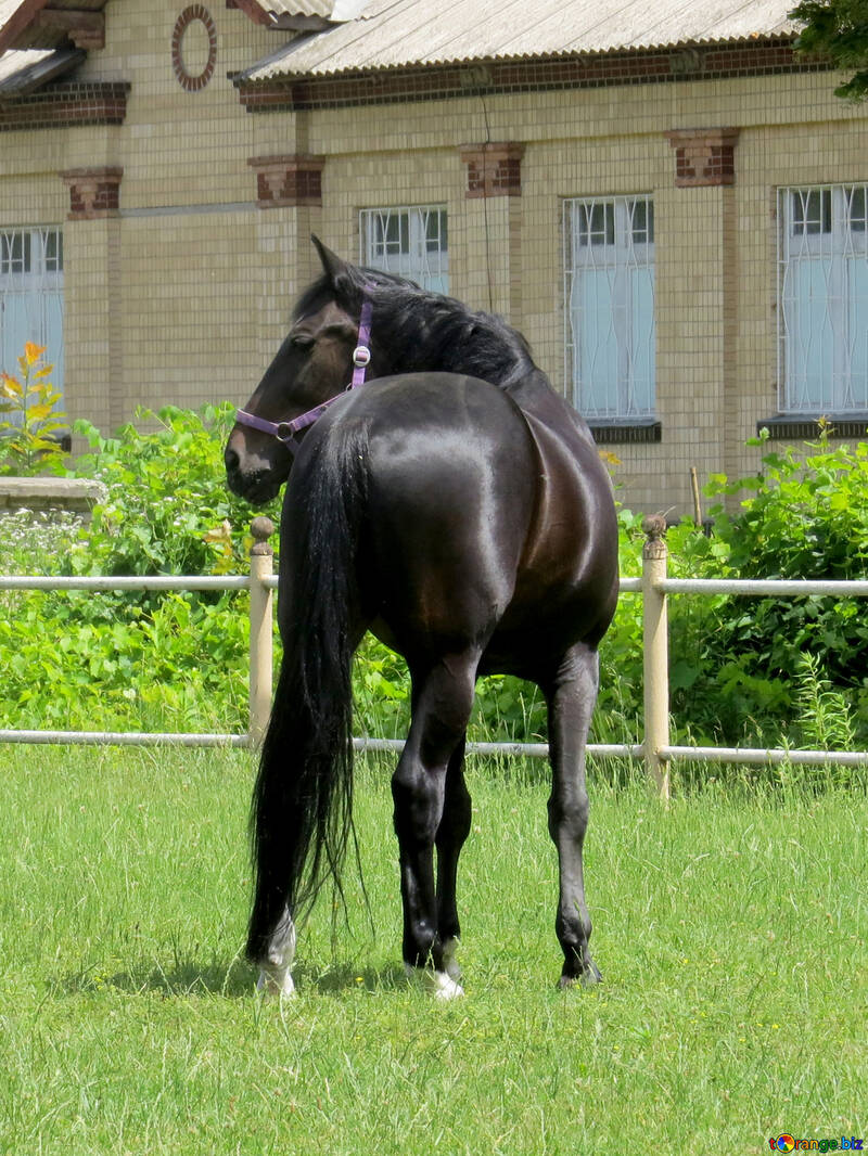 horse back №50829