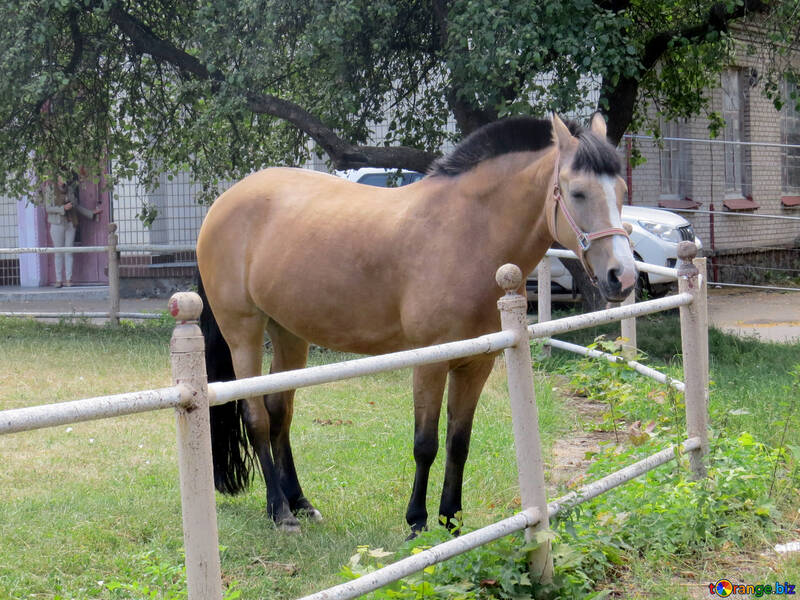 Pferd hinter einem Zaun №50849