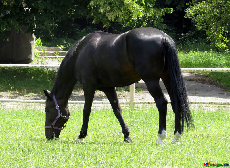Un caballo negro №50814