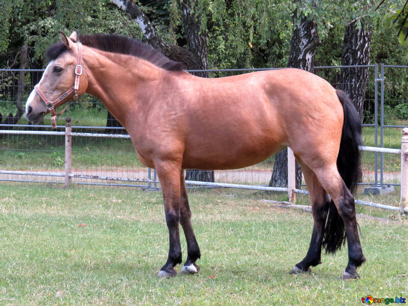 brown horse №50860