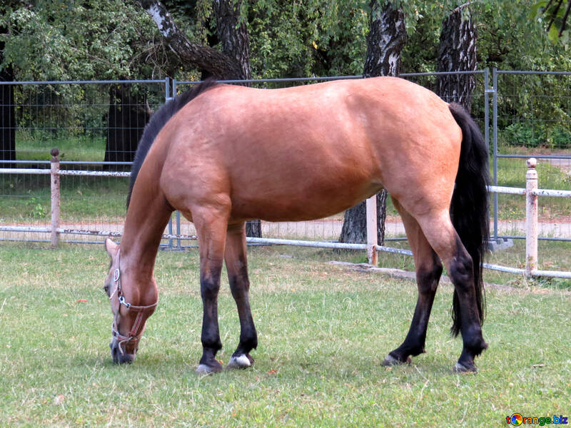 Cavallo mangia in campo №50859