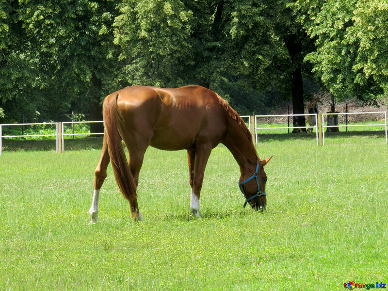 horse eating grass №50842
