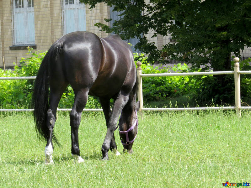 A horse eating grass №50821