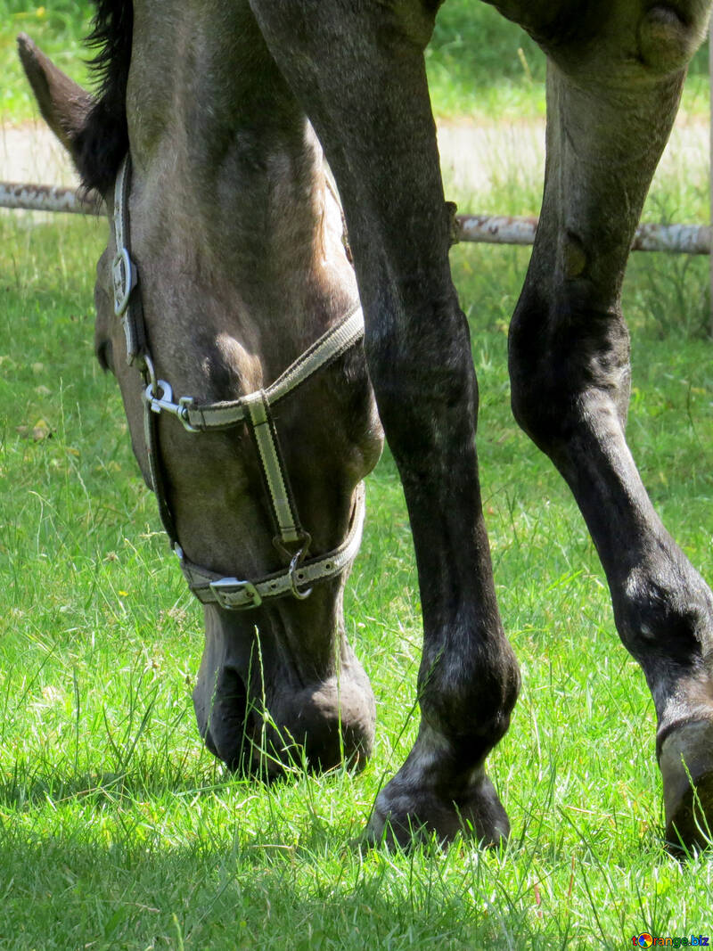 horse eating grass №50830