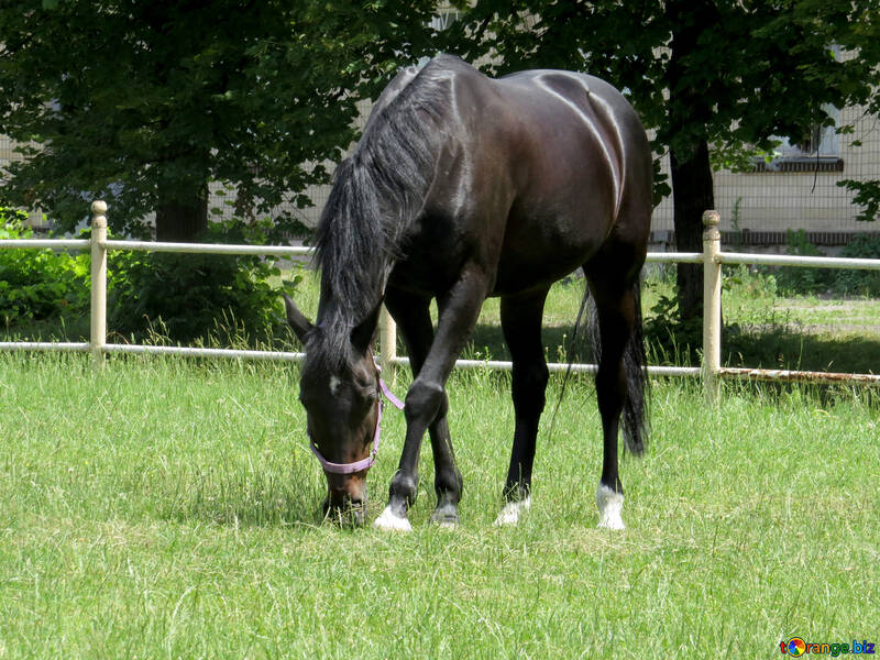 Horse eating grass №50836