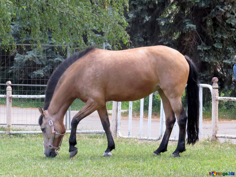 Ein Pferd frisst Gras. №50852
