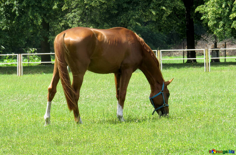 Un caballo en un campo №50843