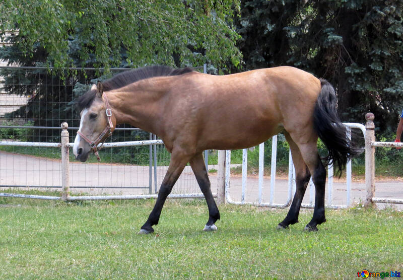 a horse in a field №50854
