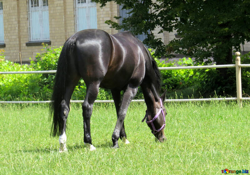 Horse on grass №50820