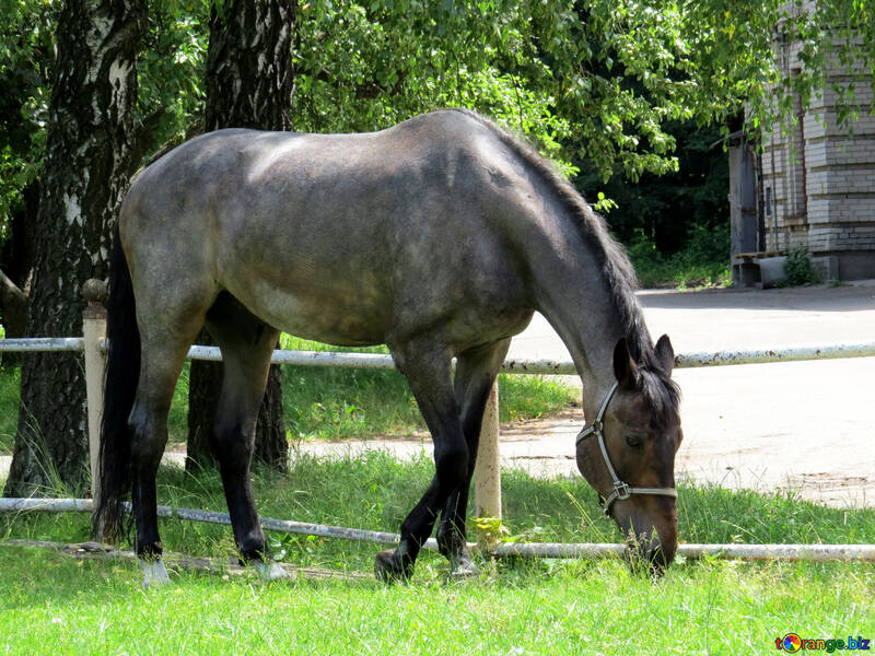 Gray  horse №50822
