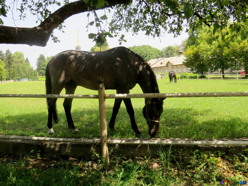 Horse grazing eating grass №50828