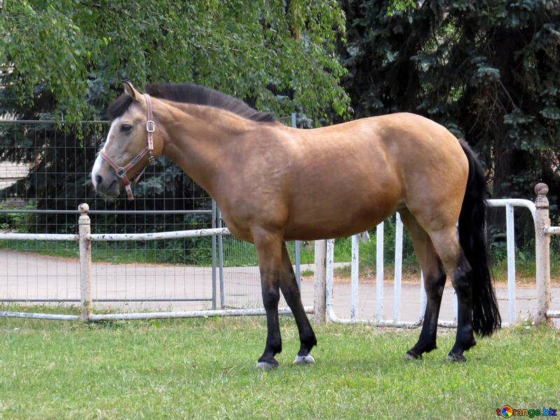 Um cavalo pastando em um gramado verde №50855