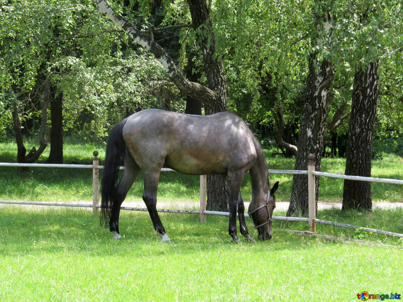 Cavallo che mangia il parco dell`erba verde nel campo №50817