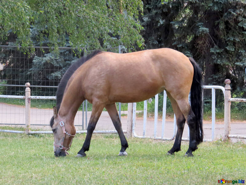 Cavallo in natura №50853