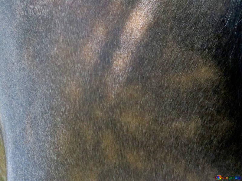 Текстура волосся з кінської вовни №50840