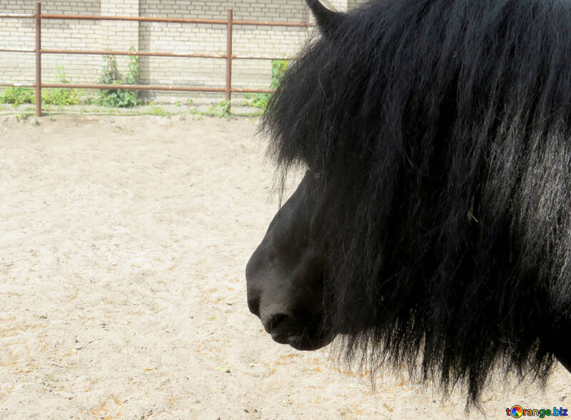 horse pony №50813