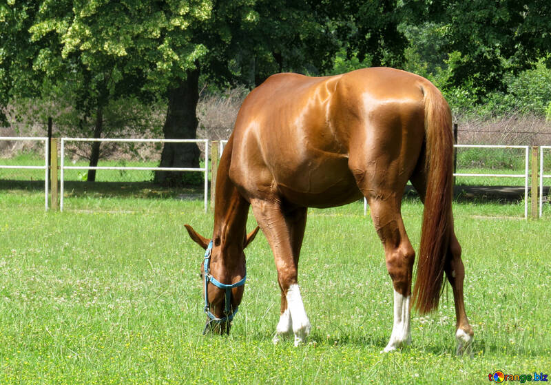 Un cavallo color marrone chiaro №50844