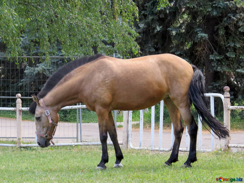 Horse №50856
