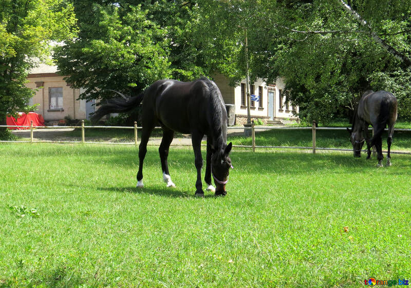 Deux chevaux mangent de l`herbe. №50837