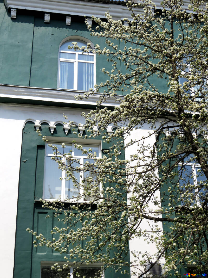 Hausbau Fenster Wand Baum №50491