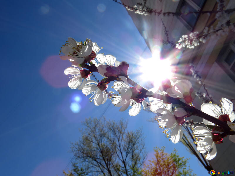 Lens flare and holiday lights flower tree №50338