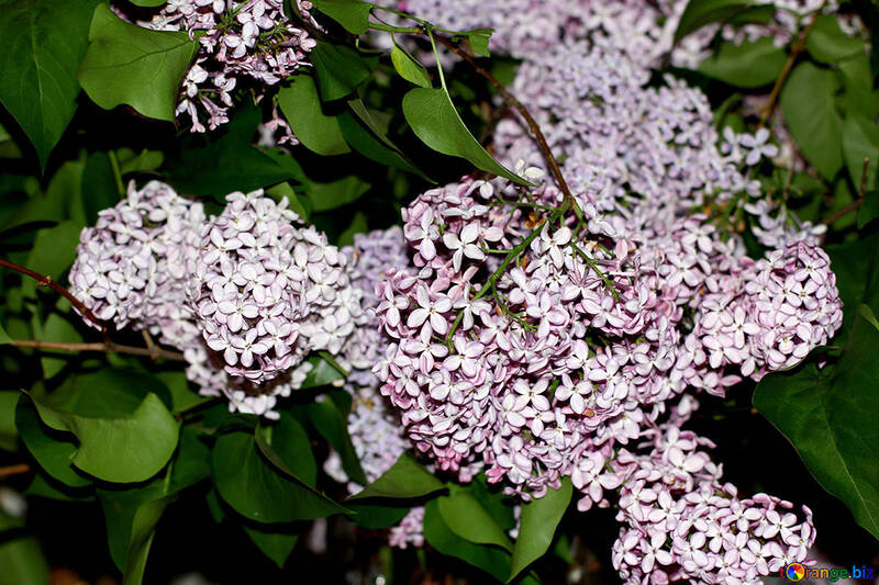 Lilac flowers №50460