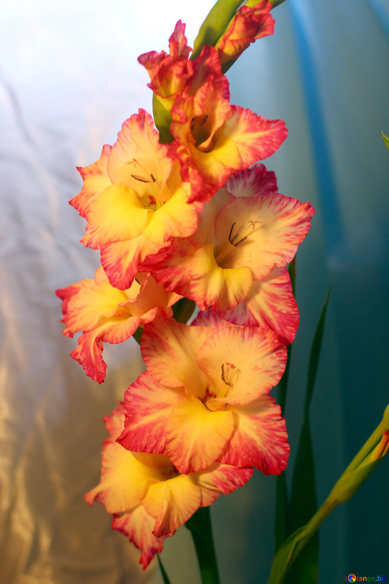 Fleur longue jaune et rouge №50564