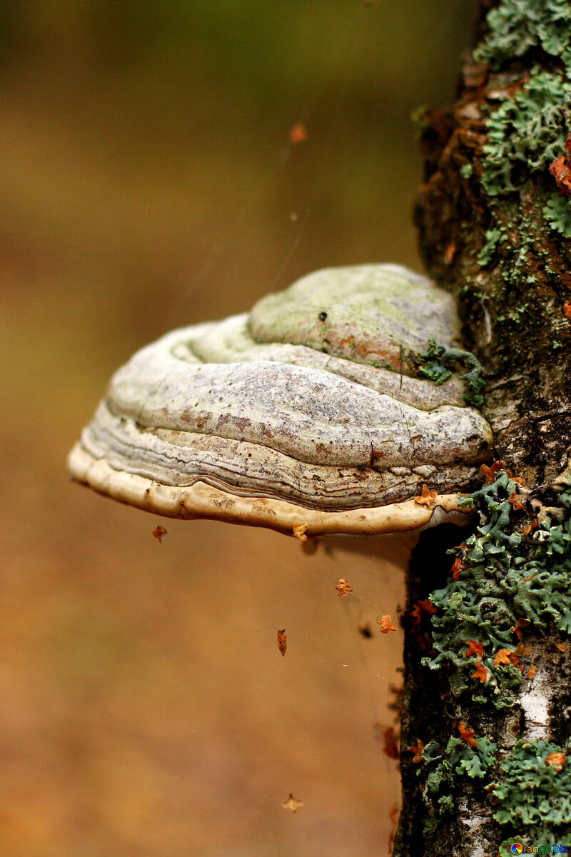 Fungo di funghi sul tronco №50586