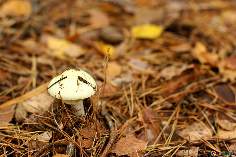 Mushroom among fallen leaves №50594