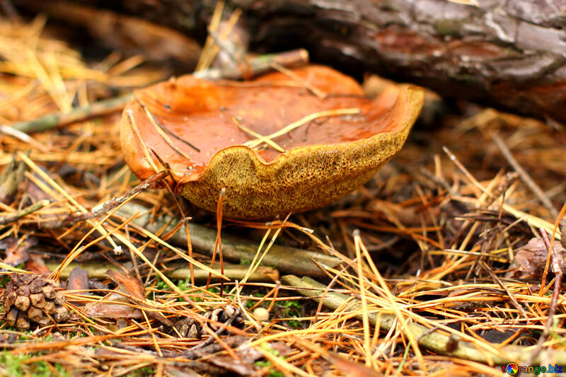 Старий гриб у лісі №50618