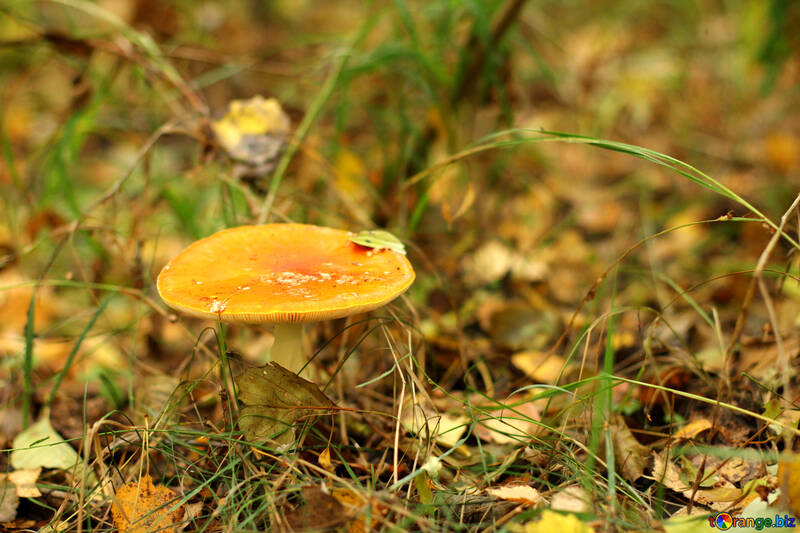 mushroom on a grassy plain. №50602