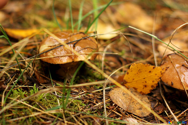 mushroom on the ground leave №50605