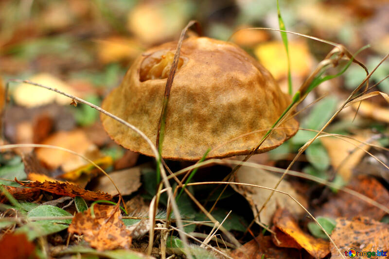 mushroom in the leaves №50623