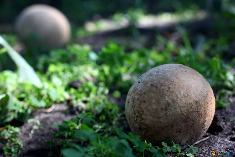 mushroom balls on mossy rocks in grass №50650