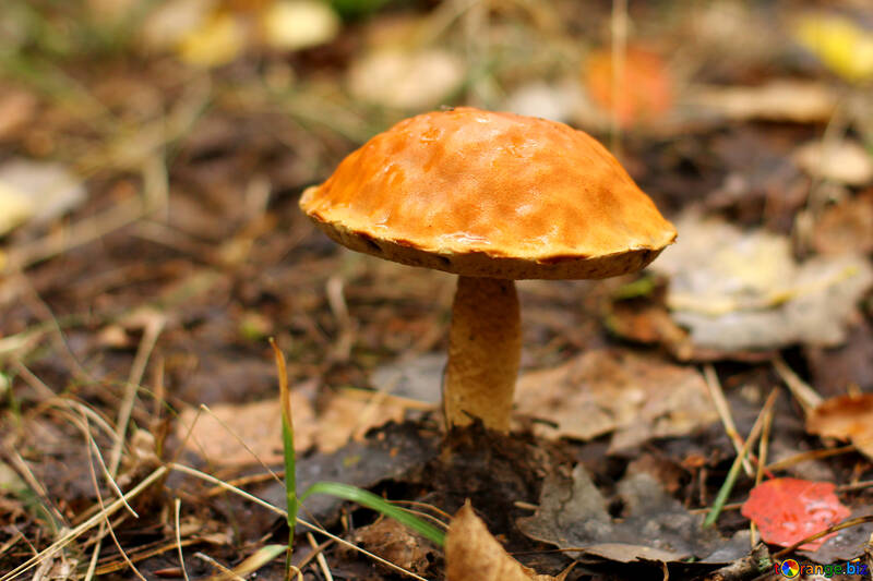 Orange Mushroom №50574