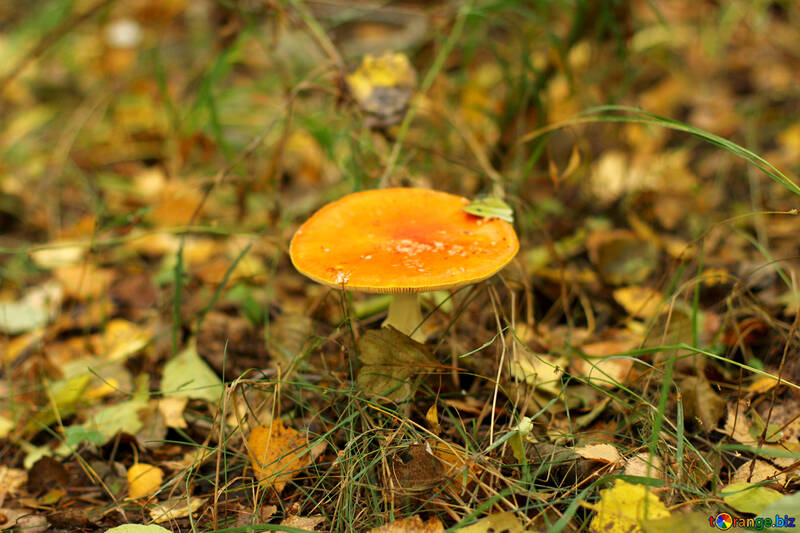 mushroom orange №50600