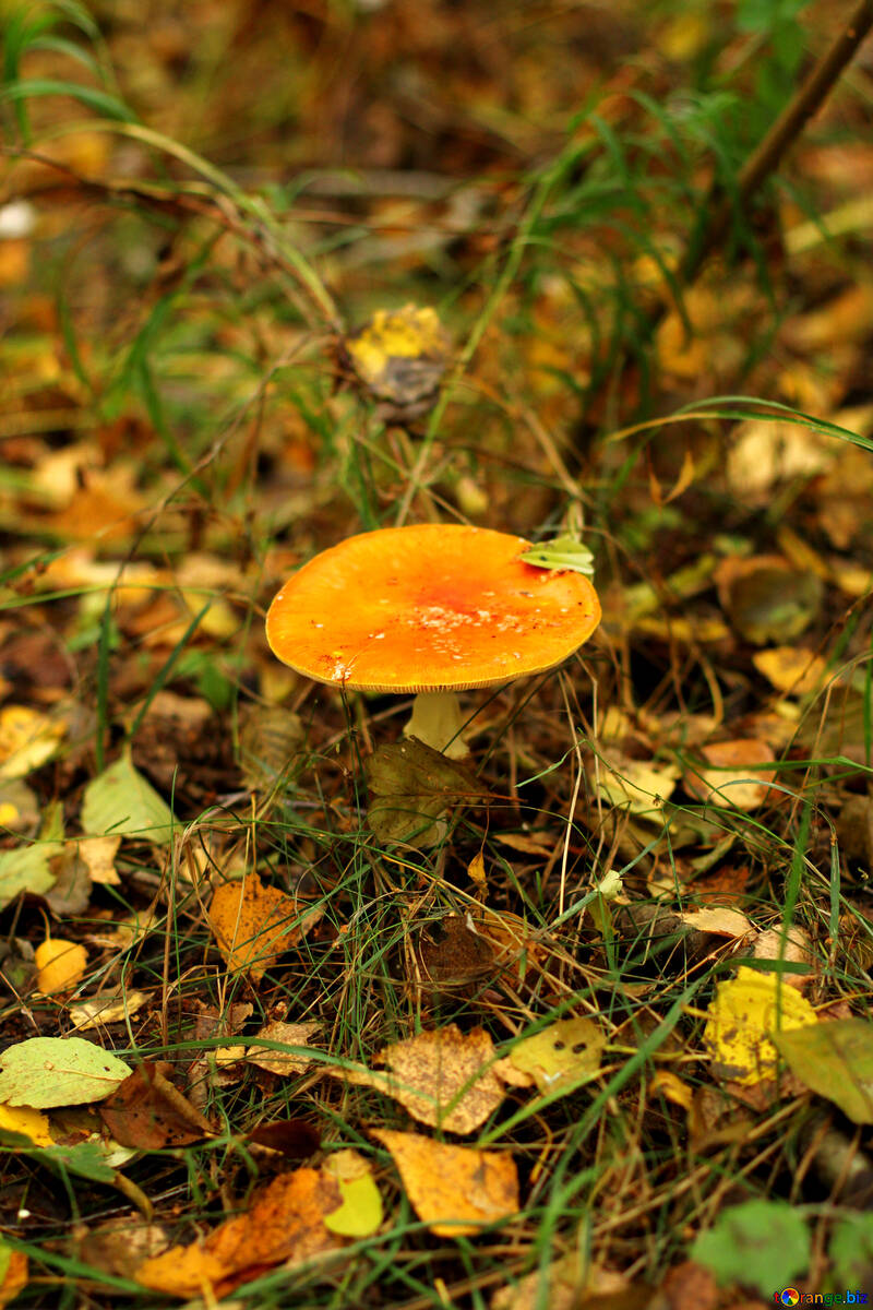 orange Trinity Mushroom №50599