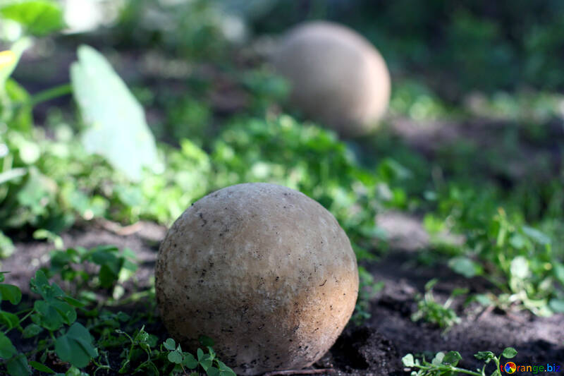 mushroom puff balls №50649