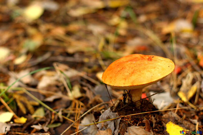 a tan mushroom in dried grass №50608
